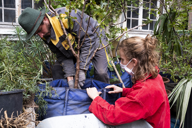 Projet Petites Voisines : récupération des plantes de l'ancien hôpital Sant-Vincent-de-Paul